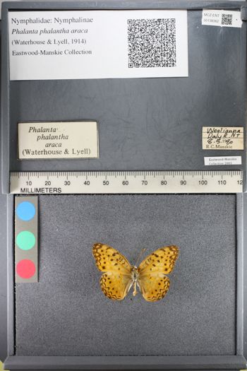 Media type: image;   Entomology 138362